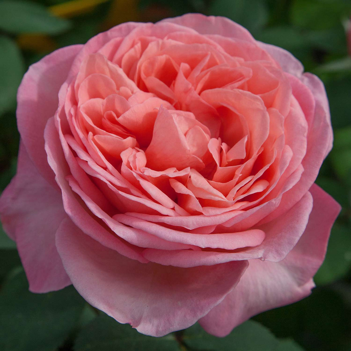 Edelrose 'Mademoiselle de Meilland®'