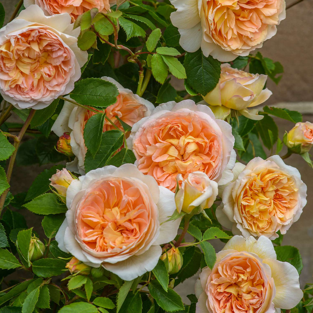 David-Austin-Rose 'Bathsheba®'