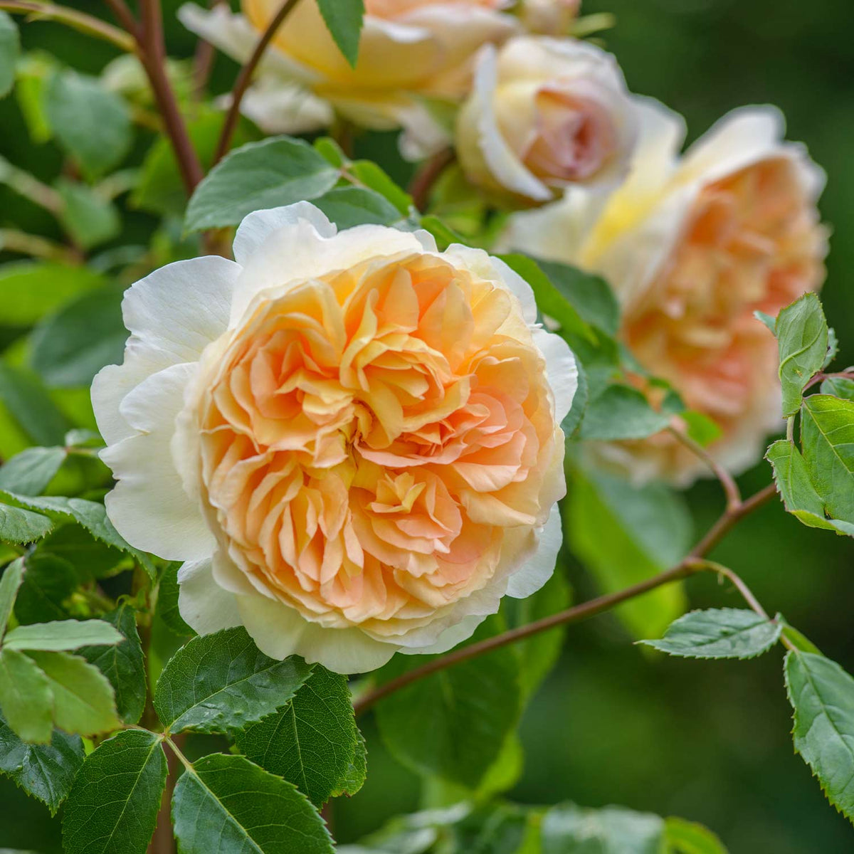 David-Austin-Rose 'Bathsheba®'