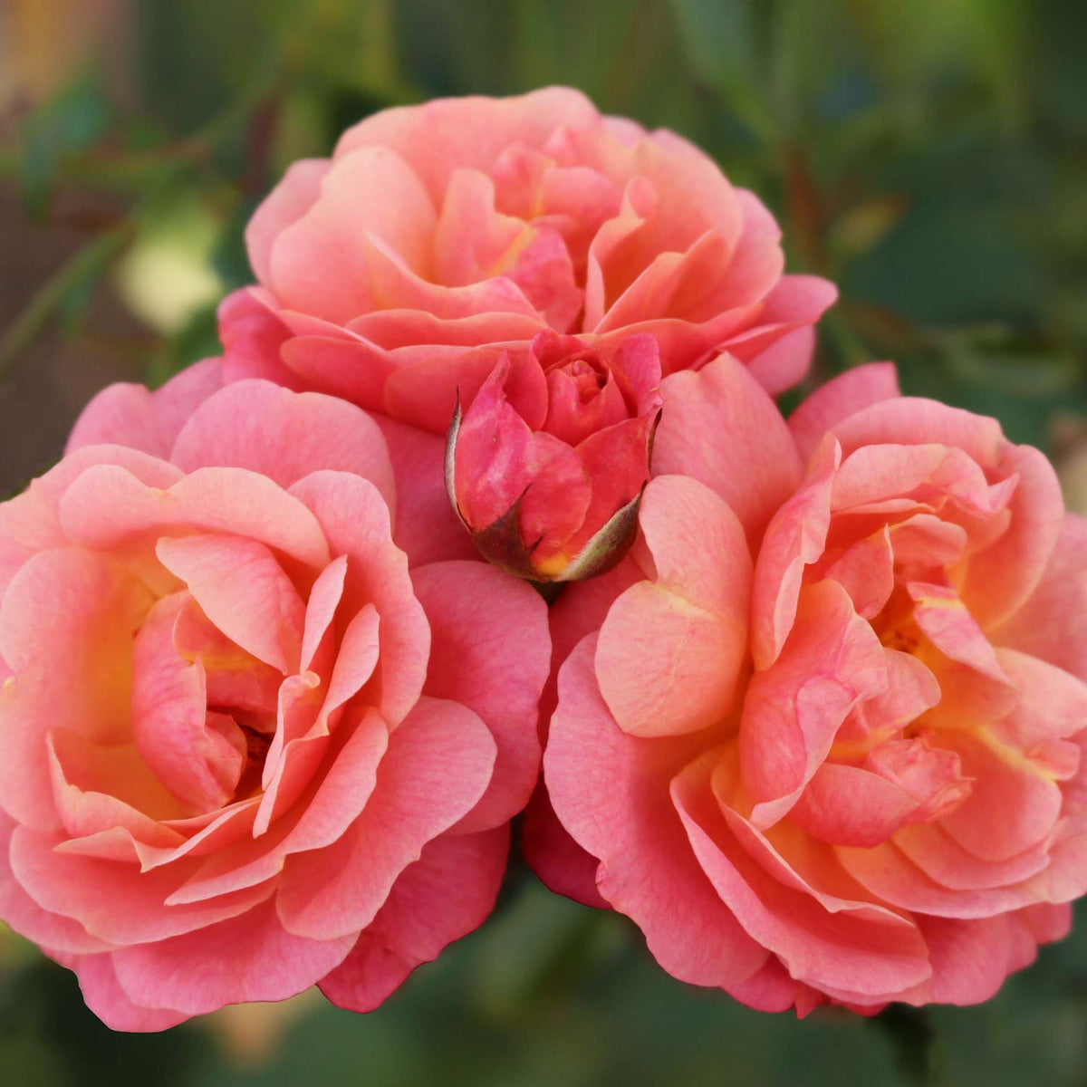 Kletterrose 'Peach Melba®'