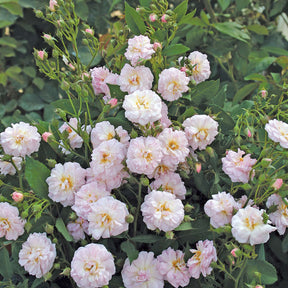 Kletterrose 'Parfum d'Evita®'