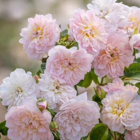 David Austin-Strauchrose 'Elizabeth®'