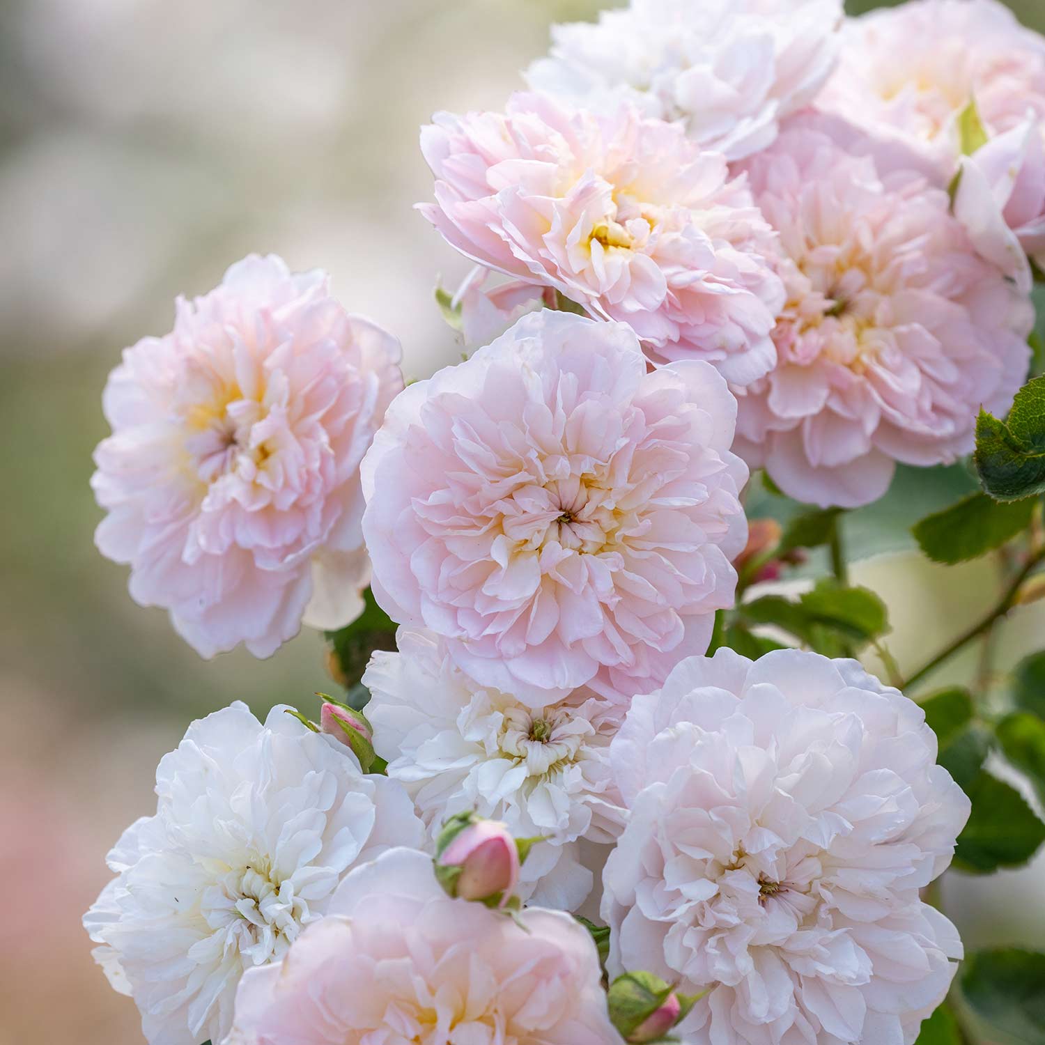 David Austin-Strauchrose 'Elizabeth®'