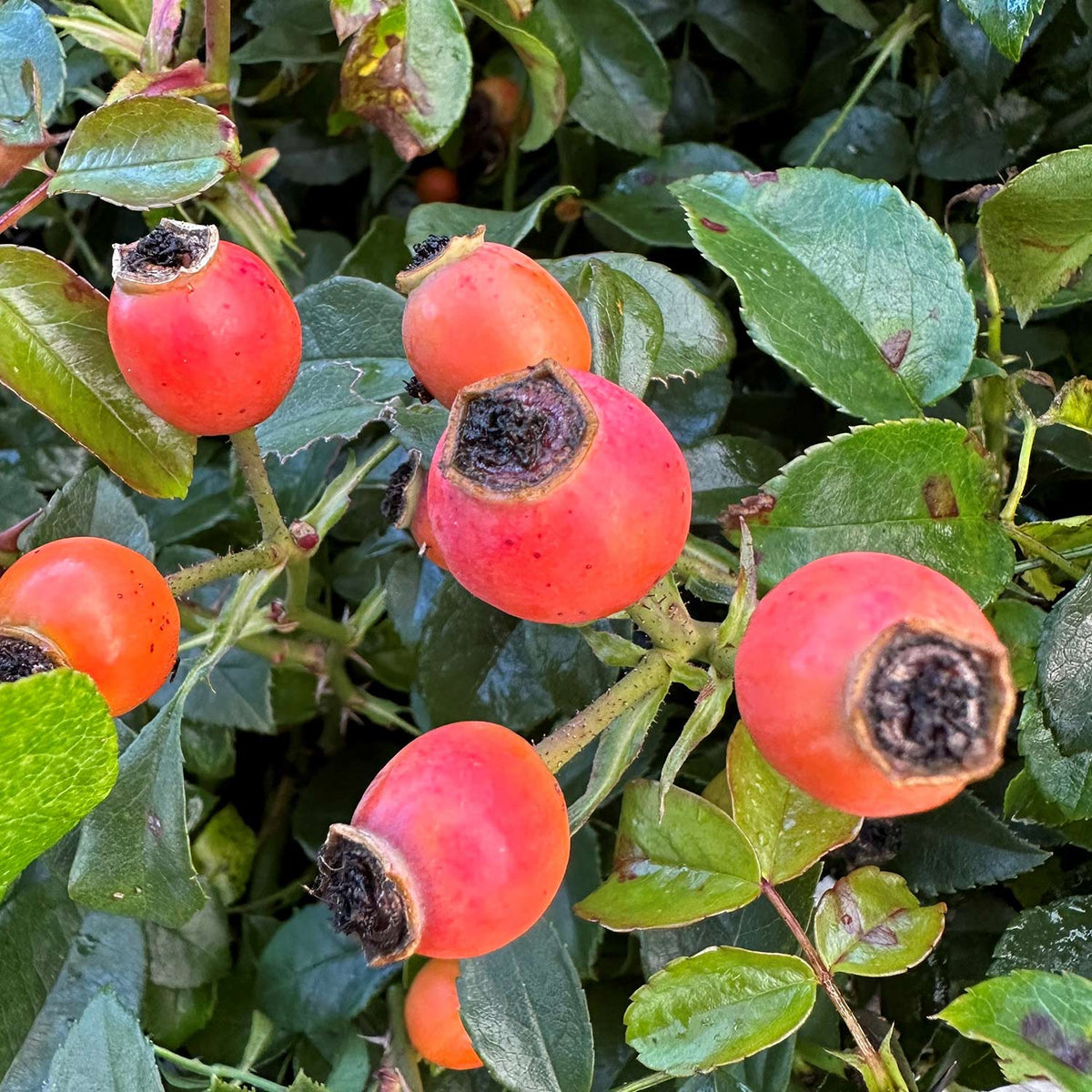 Beetrose 'Aprikola'