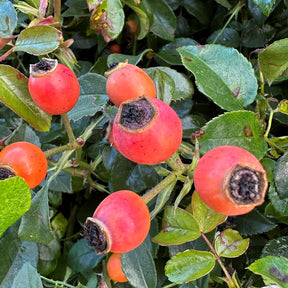 Beetrose 'Aprikola'