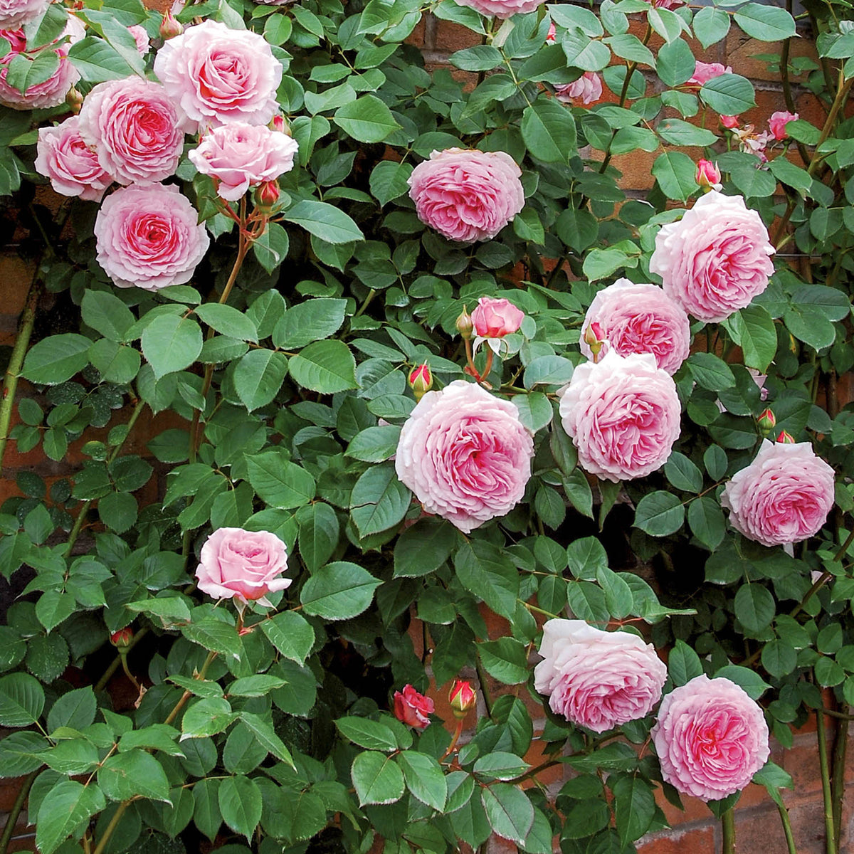 David Austin-Rose 'James Galway®'