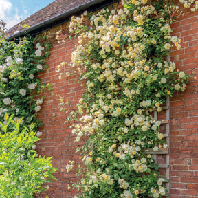 Öfterblühende Ramblerrose - 'Malvern Hills®'