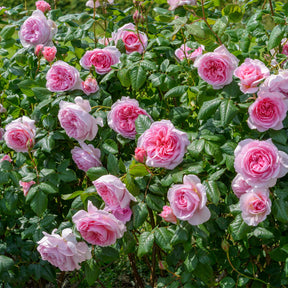 David Austin-Rose 'The Ancient Mariner®'