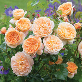 David Austin Rose 'The Lady Gardener ®' (Ausbrass)