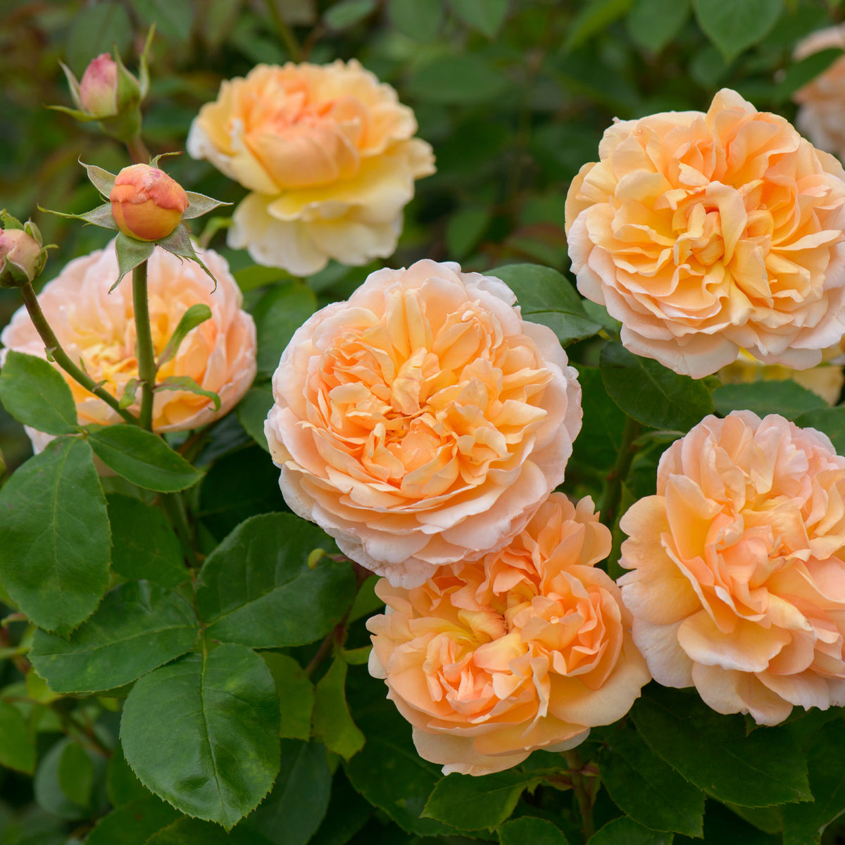 David Austin Rose 'The Lady Gardener ®' (Ausbrass)