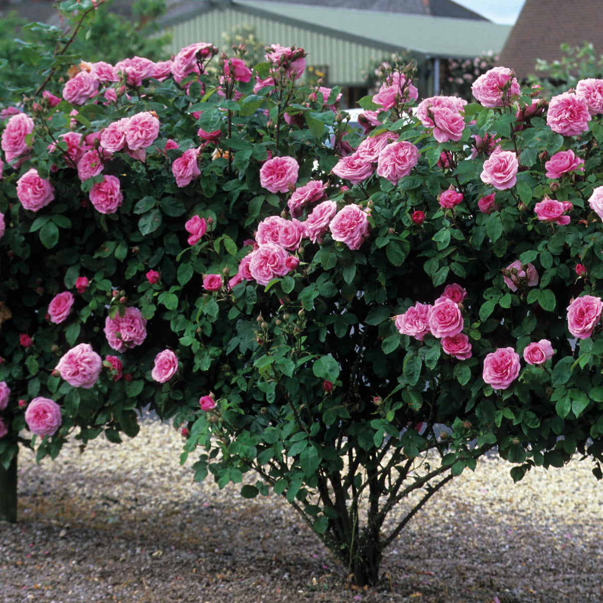 David Austin-Rose 'Gertrude Jekyll®' - AGM-Rose