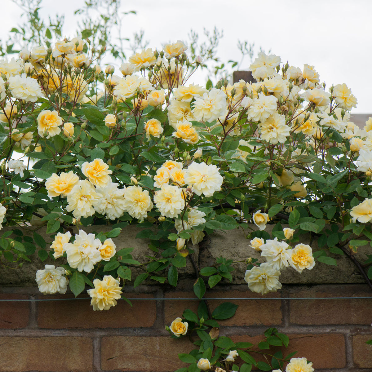 Öfterblühende Ramblerrose - 'Malvern Hills®'