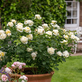 David Austin-Rose 'Vanessa Bell®'