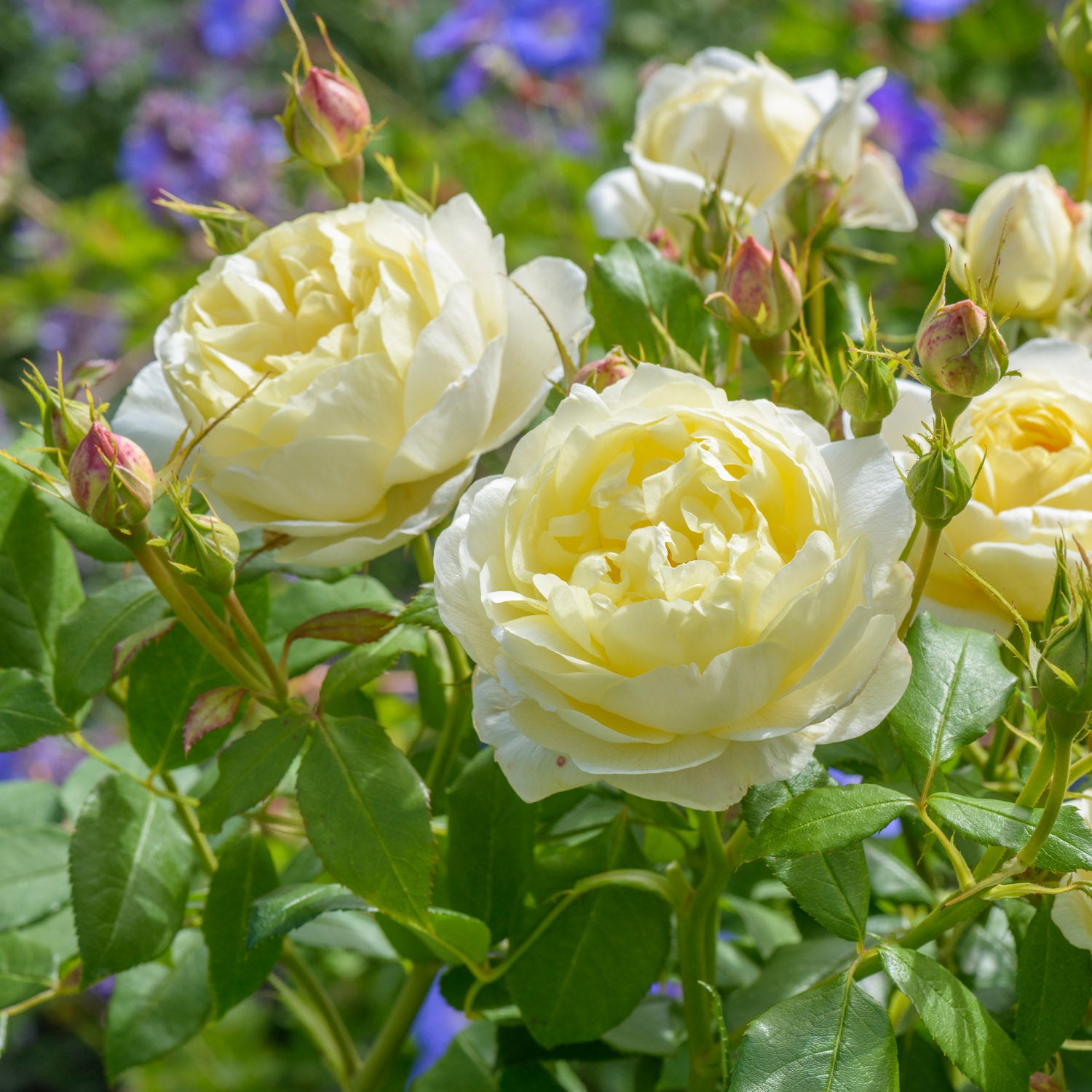 David Austin-Rose 'Vanessa Bell®'