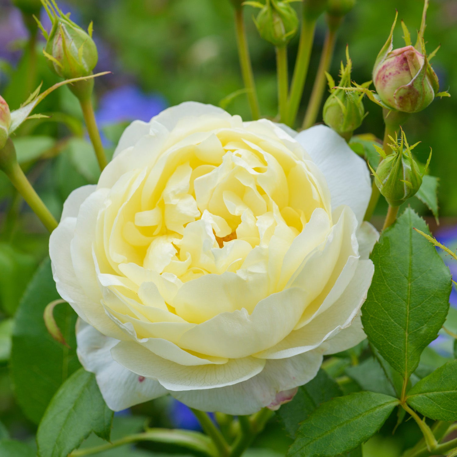 David Austin-Rose 'Vanessa Bell®'