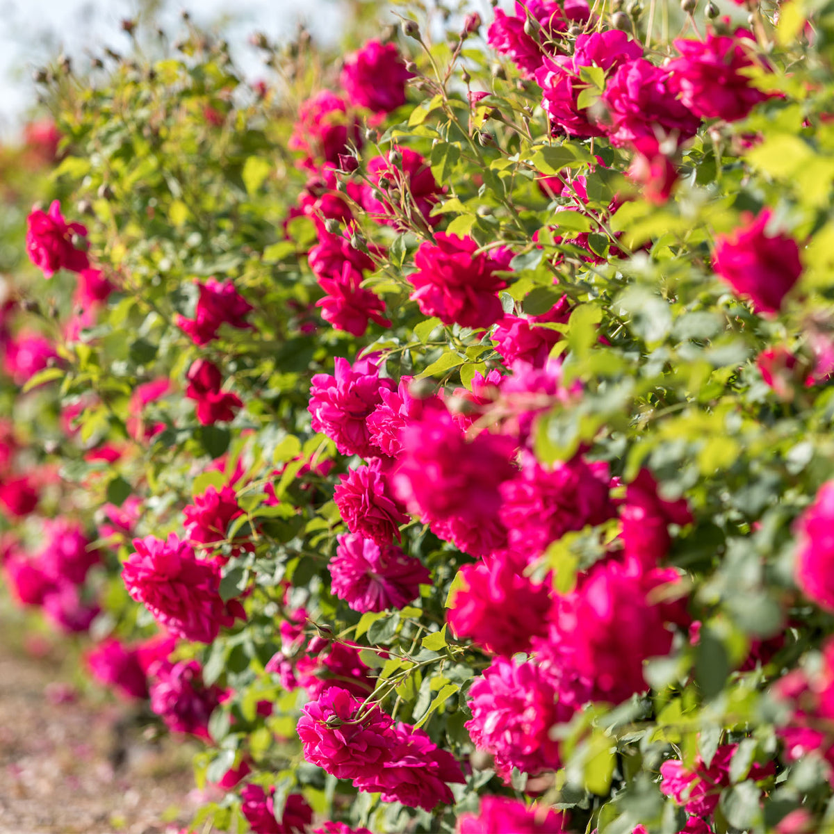 David Austin-Rose 'Thomas à Becket ®'