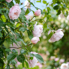 David Austin-Rose 'The Generous Gardener®' - AGM-Rose