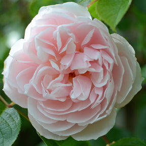 David Austin-Rose 'The Generous Gardener®' - AGM-Rose