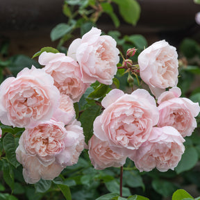 David Austin-Rose 'The Generous Gardener®' - AGM-Rose