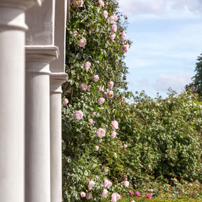 David Austin-Rose 'The Generous Gardener®' - AGM-Rose