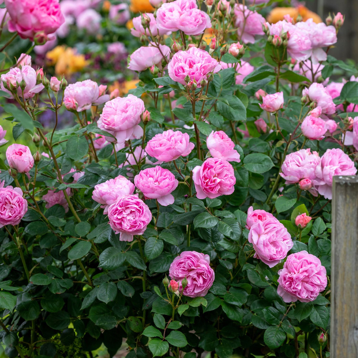 David Austin-Rose 'The Ancient Mariner®'