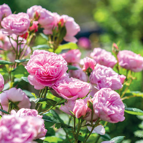 David Austin-Rose 'The Ancient Mariner®'