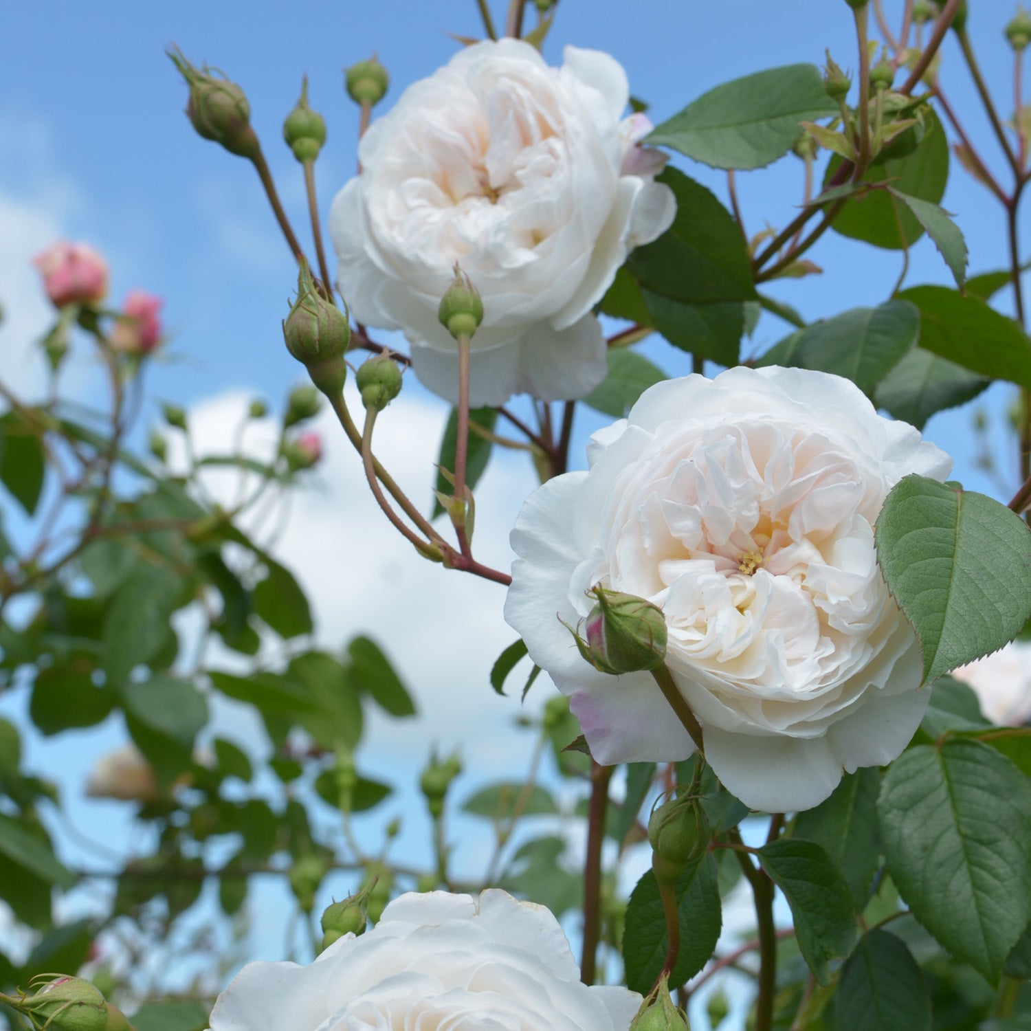 David Austin Rose 'The Albrighton Rambler ®'