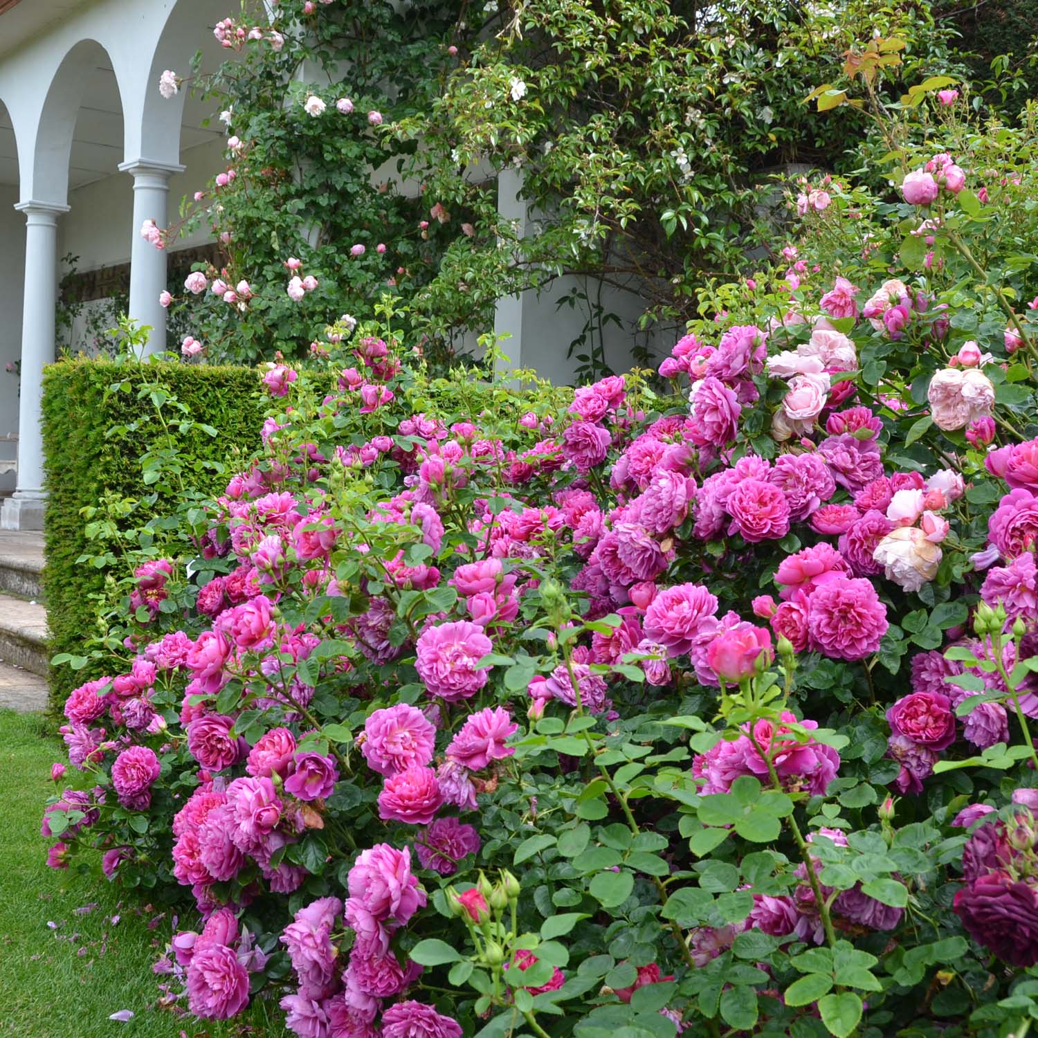 David Austin Rose 'Princess Anne®' - AGM-Rose