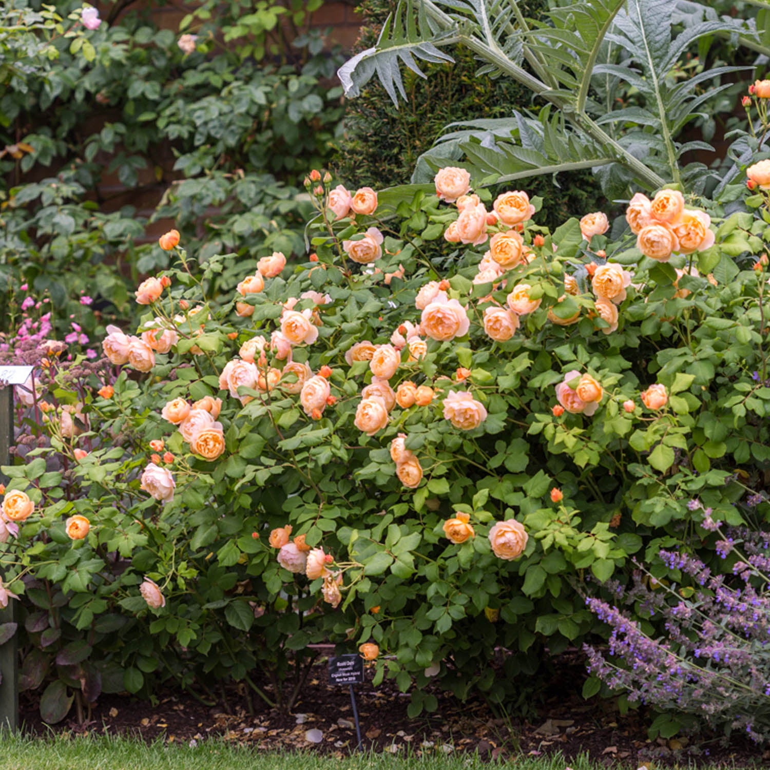 David Austin-Rose 'Roald Dahl®'