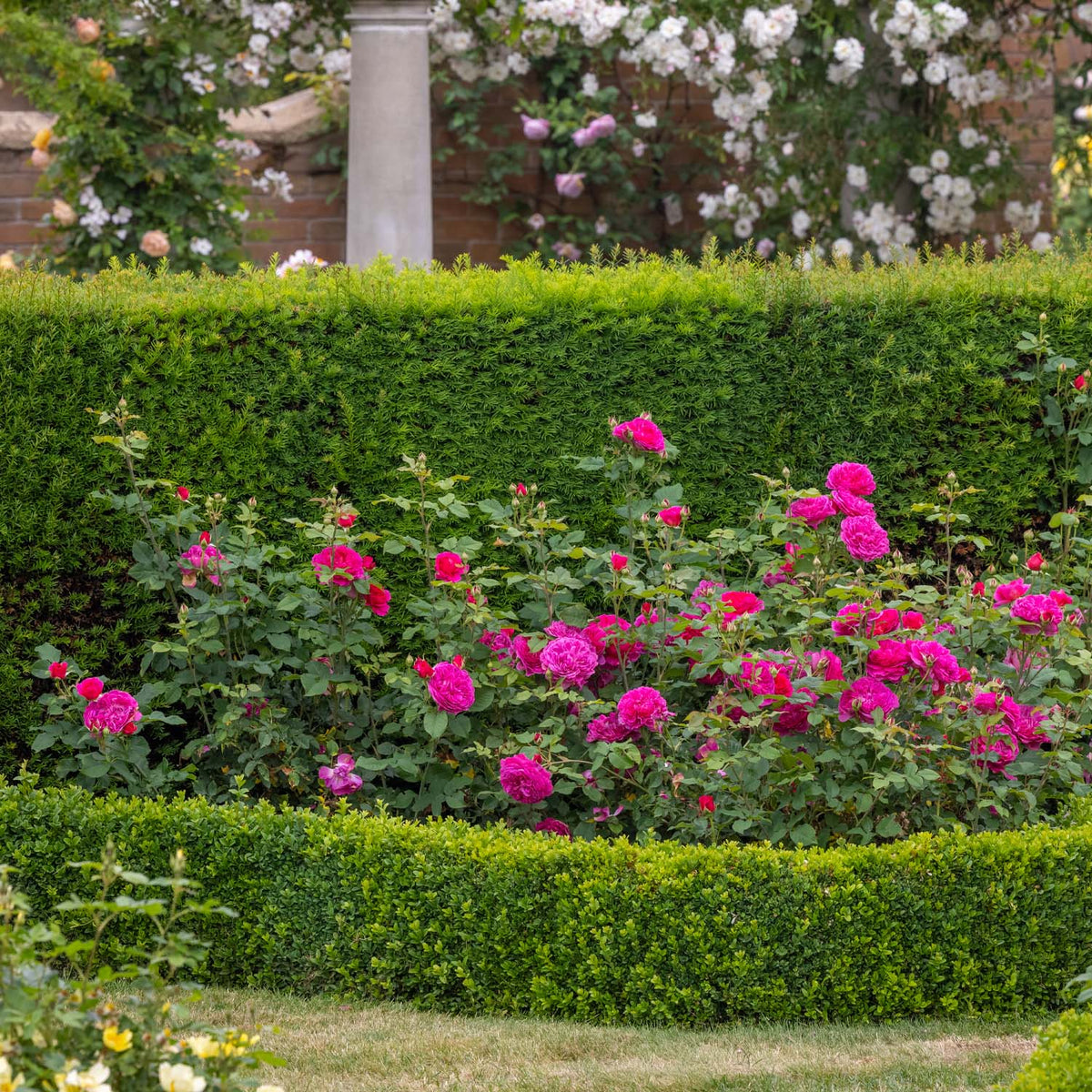 David Austin-Rose 'Gabriel Oak®'