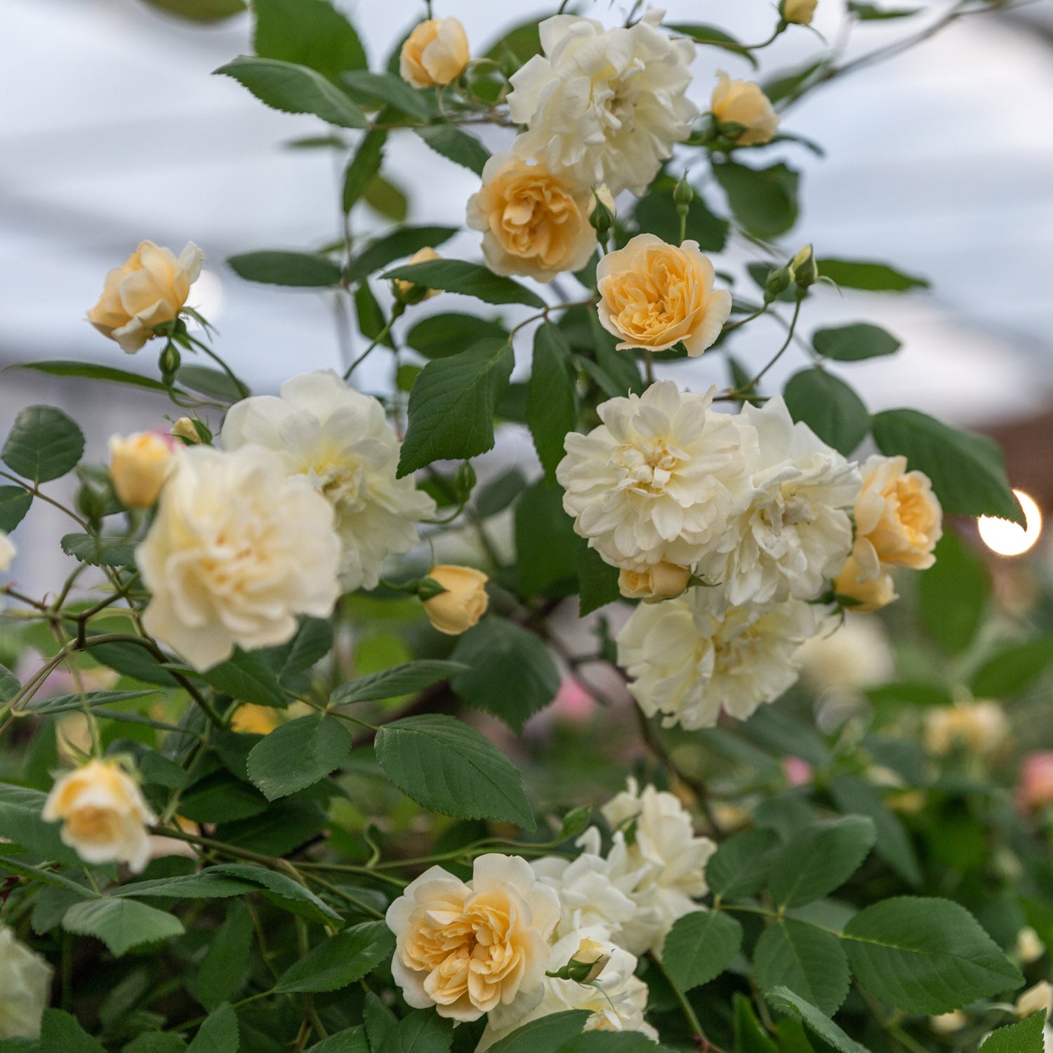 David Austin-Rose 'Vanessa Bell®'