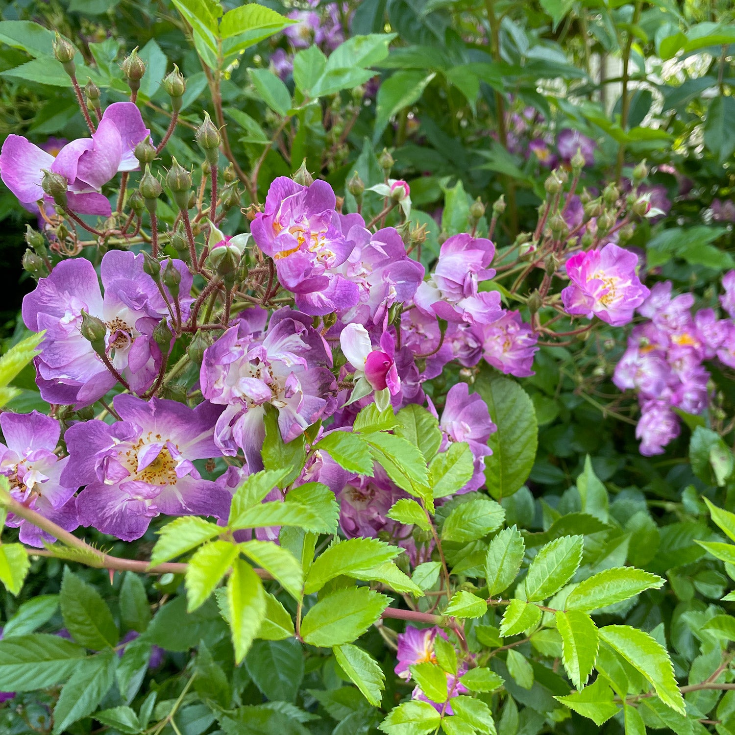 Ramblerrose 'Veilchenblau®'