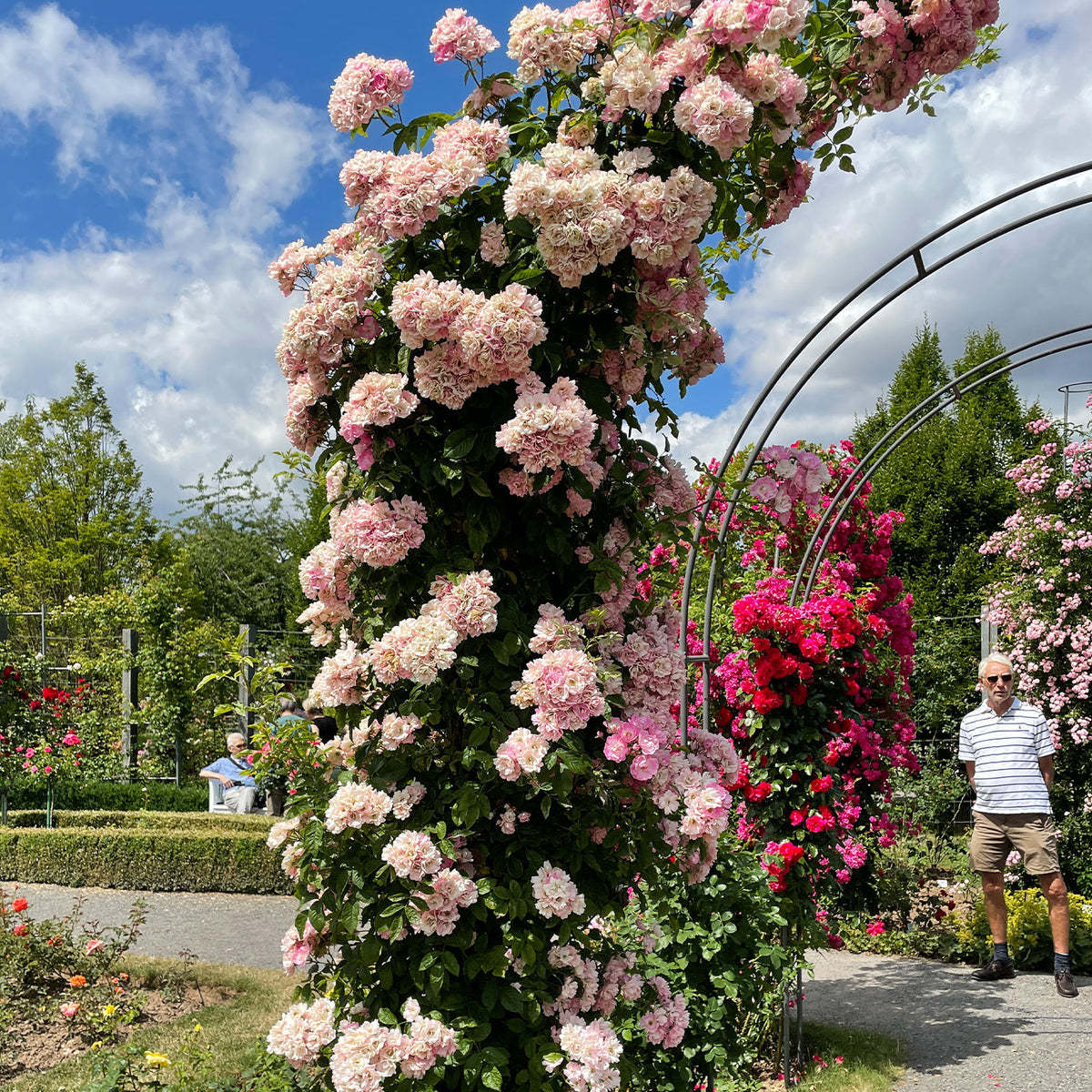 Ramblerrose 'Apple Blossom'