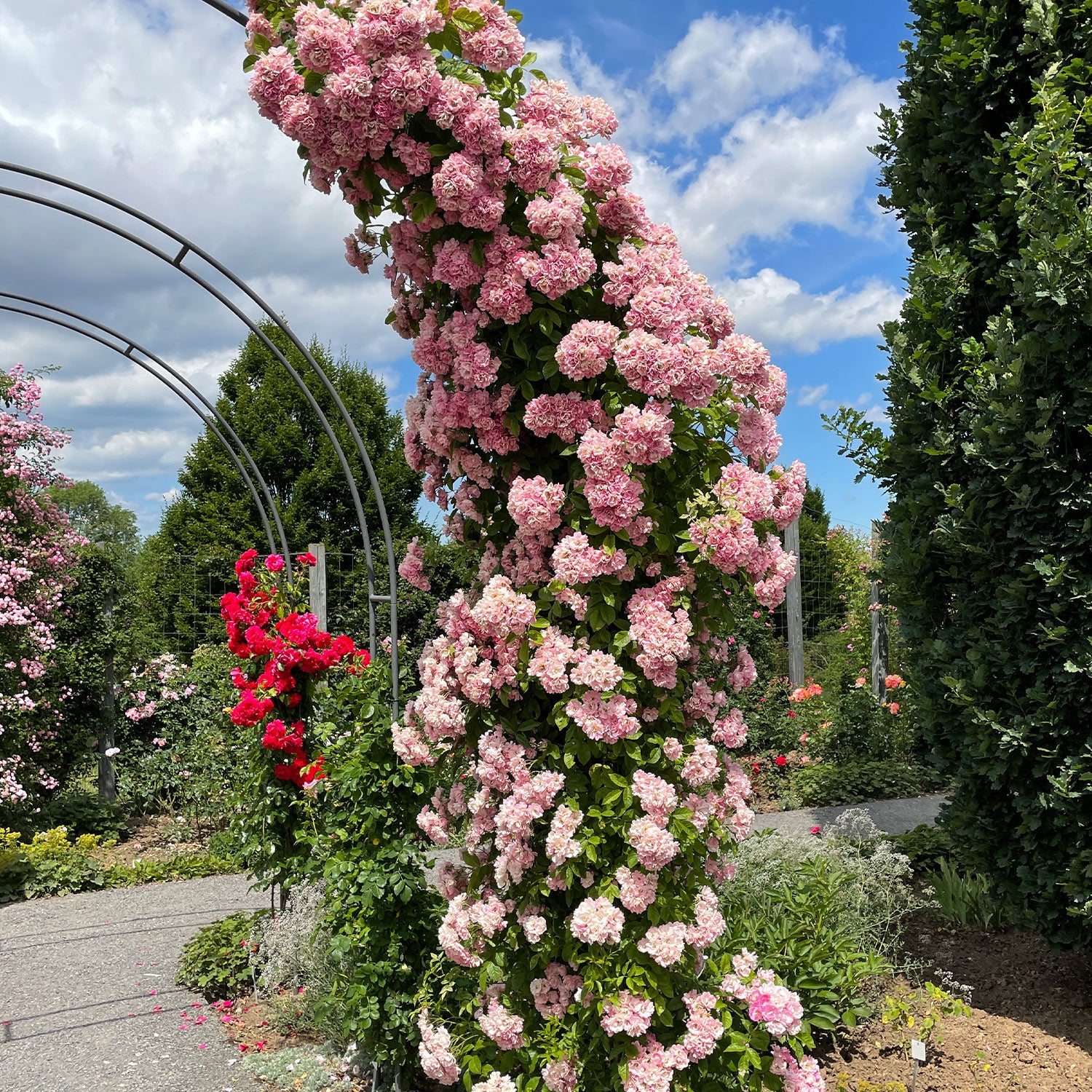 Ramblerrose 'Apple Blossom'