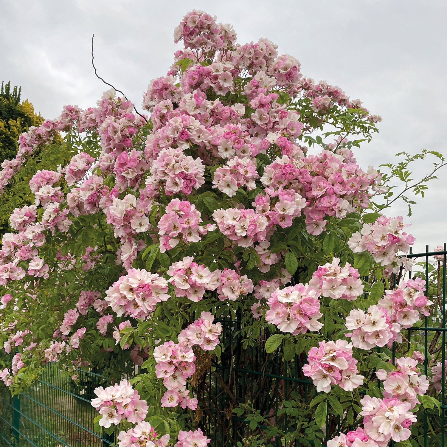 Ramblerrose 'Apple Blossom'