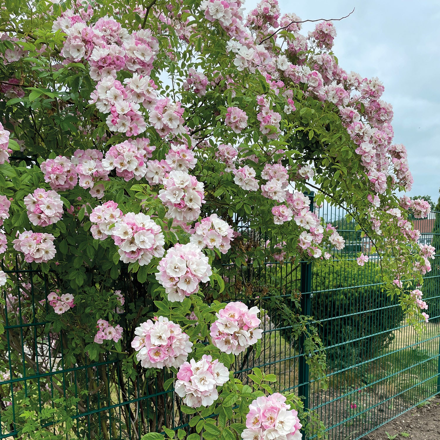 Ramblerrose 'Apple Blossom'