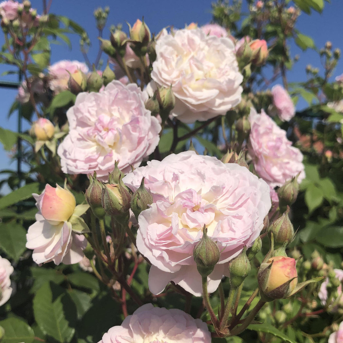 Kletterrose 'Romantic Siluetta®'