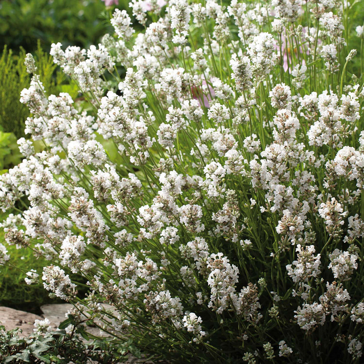 Weißer Lavendel 'Alba' - 3 Stück