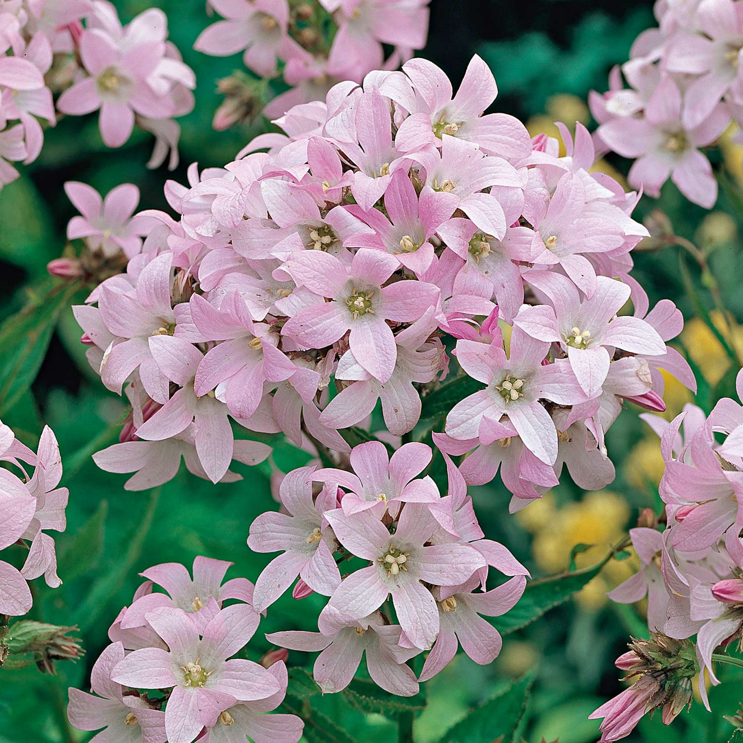 Doldenglockenblume 'Loddon Anne'