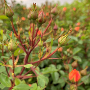 Zwergrose 'Apricot Clementine®'