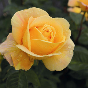 Edelrose 'Candlelight®'