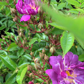 Ramblerrose 'Veilchenblau®'