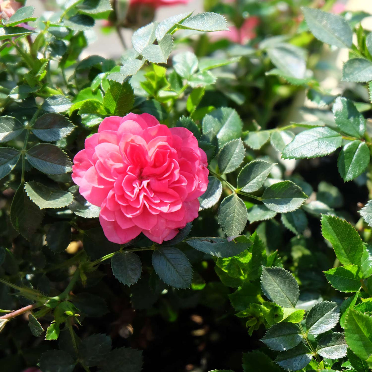 Bodendeckerrose 'Knirps®' ADR-Rose