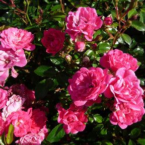 Bodendeckerrose 'Knirps®' ADR-Rose