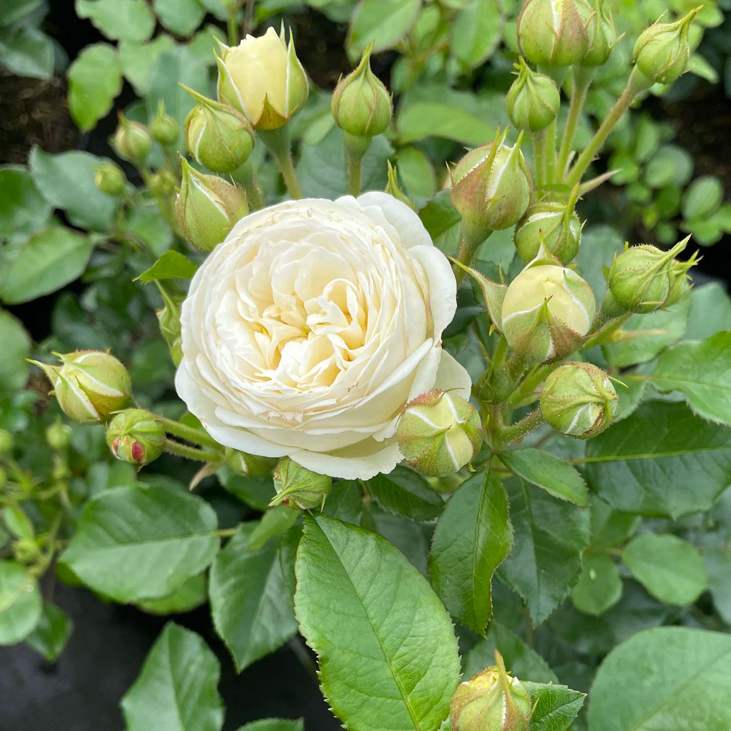 Nostalgische Strauchrose 'Artemis®'