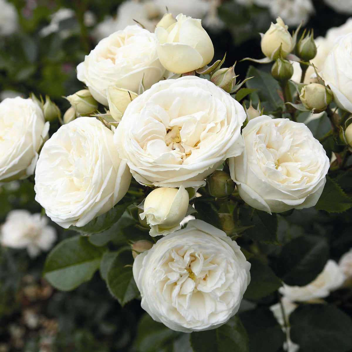 Nostalgische Strauchrose 'Artemis®'