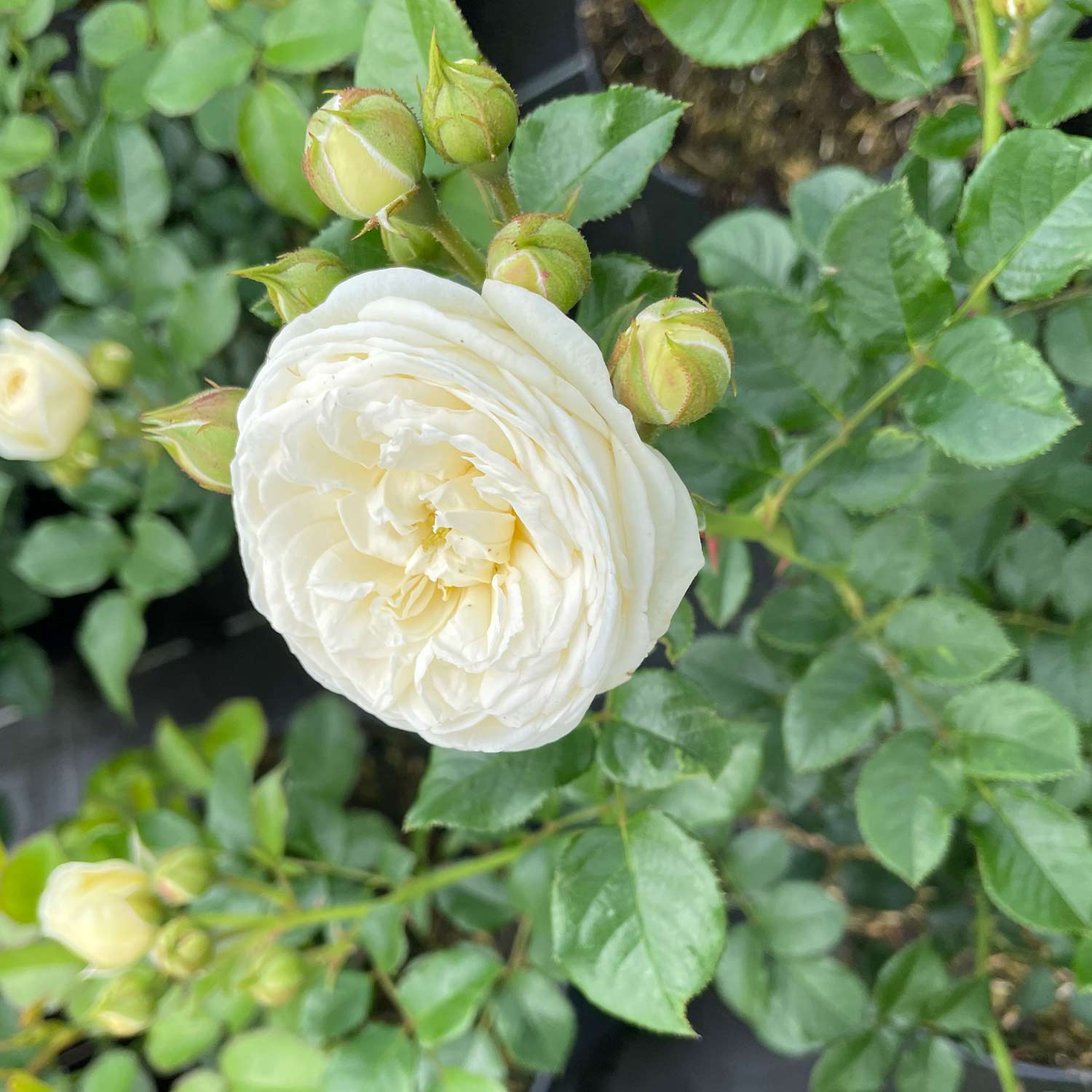 Nostalgische Strauchrose 'Artemis®'