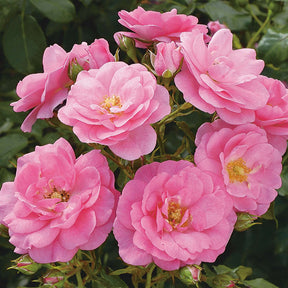 Bodendeckerrose 'Mirato®' - ADR-Rose