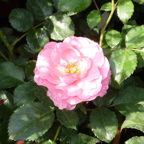 Bodendeckerrose 'Mirato®' - ADR-Rose