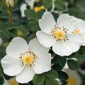 Bibernellrose / Dünenrose